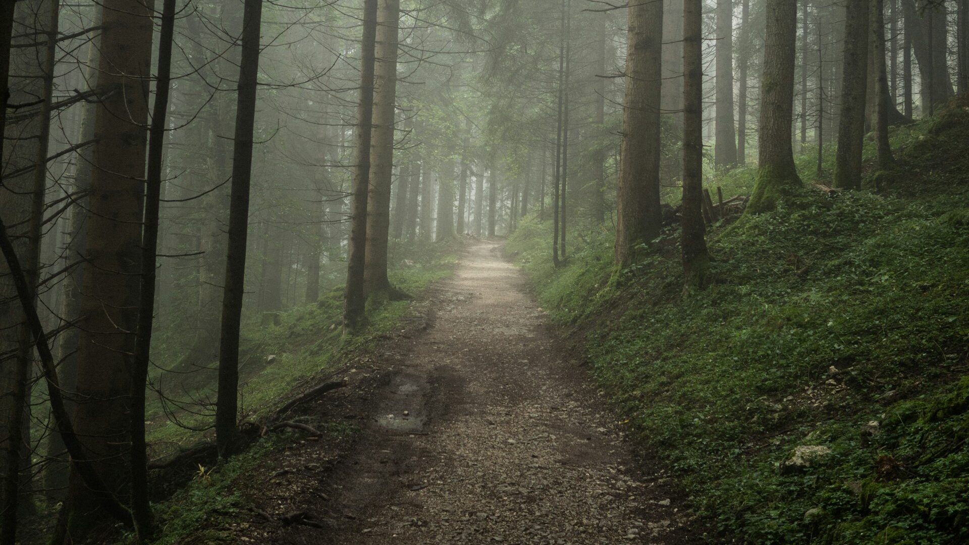 Ein schmaler Waldweg führt zwischen hohen Bäumen in sanften Nebel.
