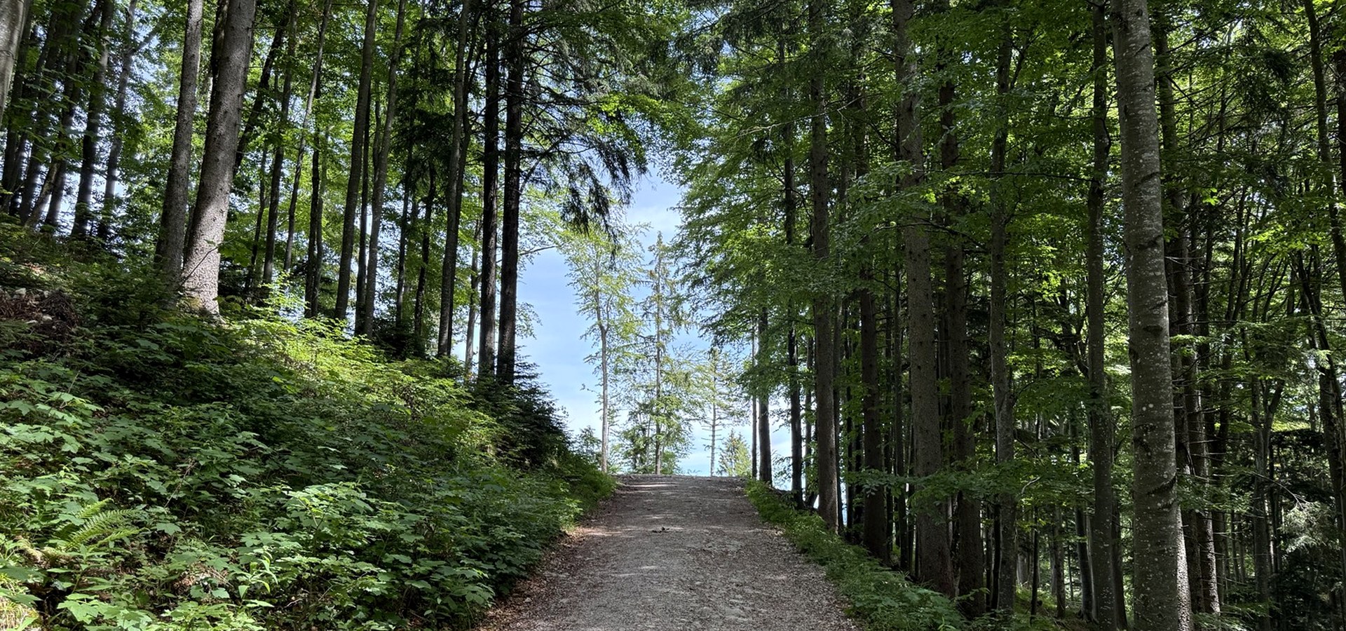 Heller Waldweg bei Salzburg als Bild für Orientierung und erste Schritte in der Psychotherapie