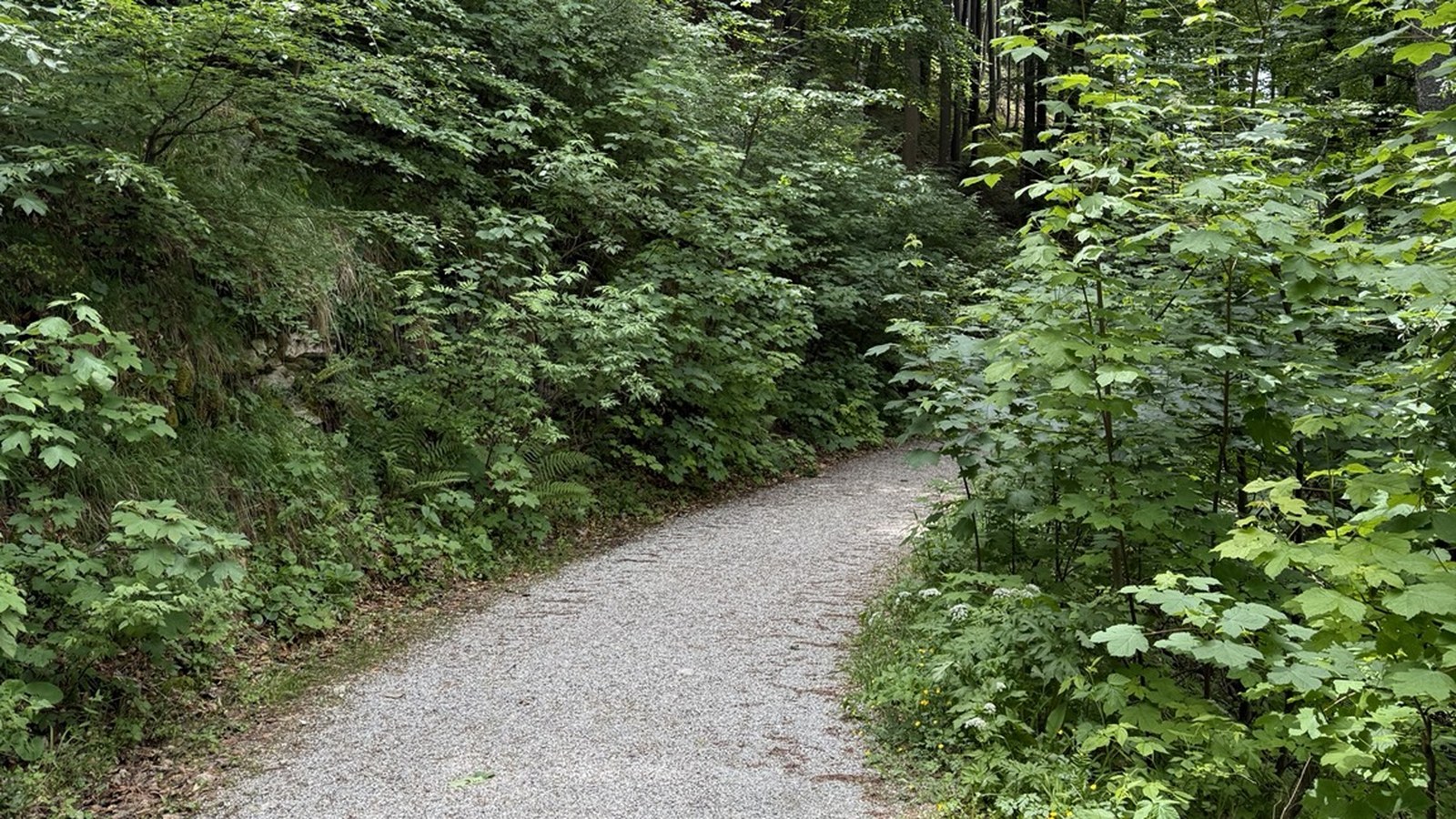 Kurviger Schotterweg durch dichten grünen Wald