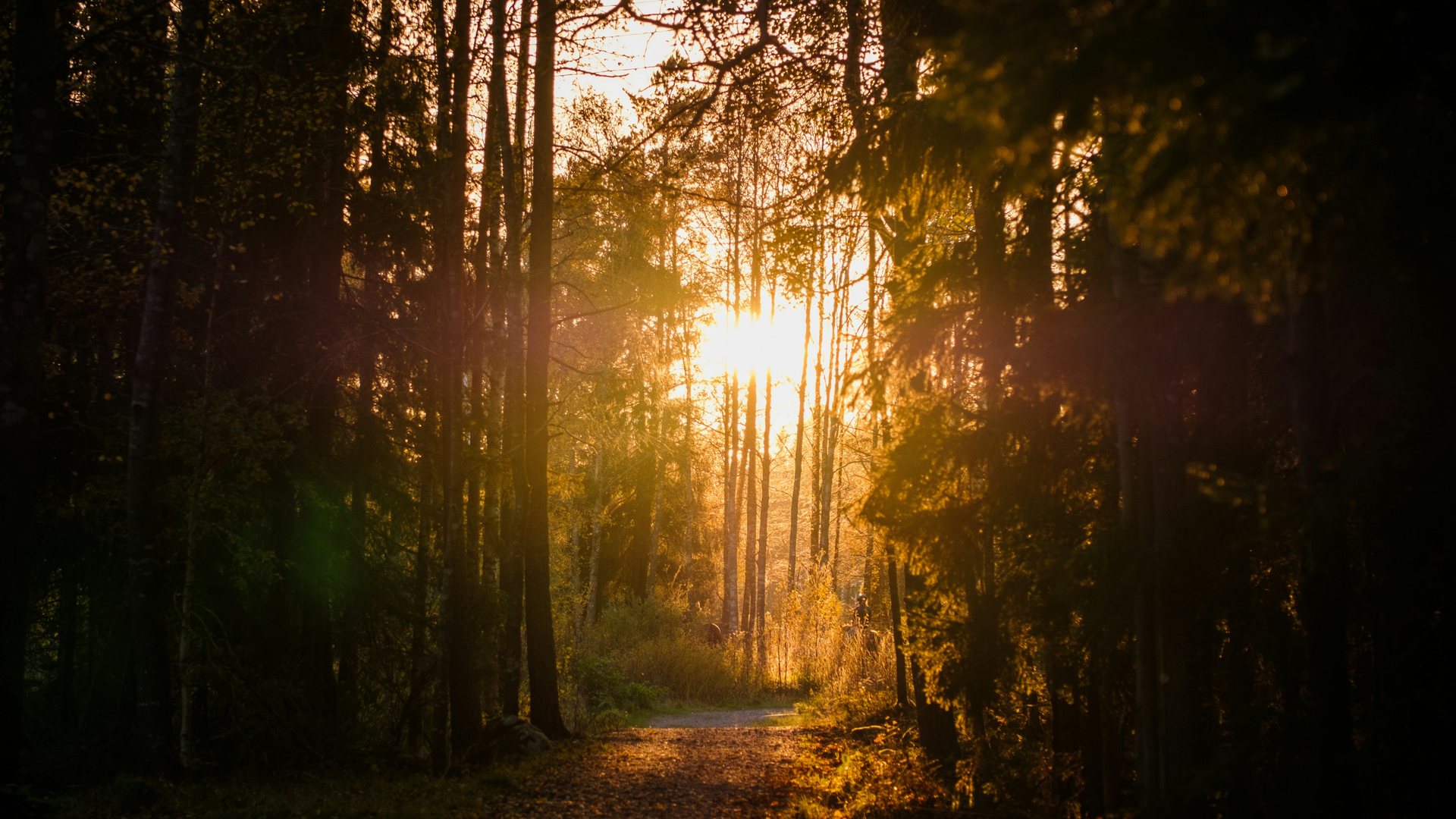 Warm einfallendes Sonnenlicht auf einem Waldweg als Symbol für Aufklaren, Klarheit und neue Hoffnung.