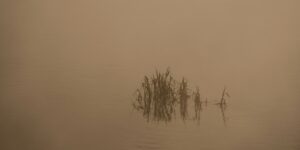 Schilf spiegelt sich im ruhigen Wasser eines nebligen Sees im warmen Morgenlicht.