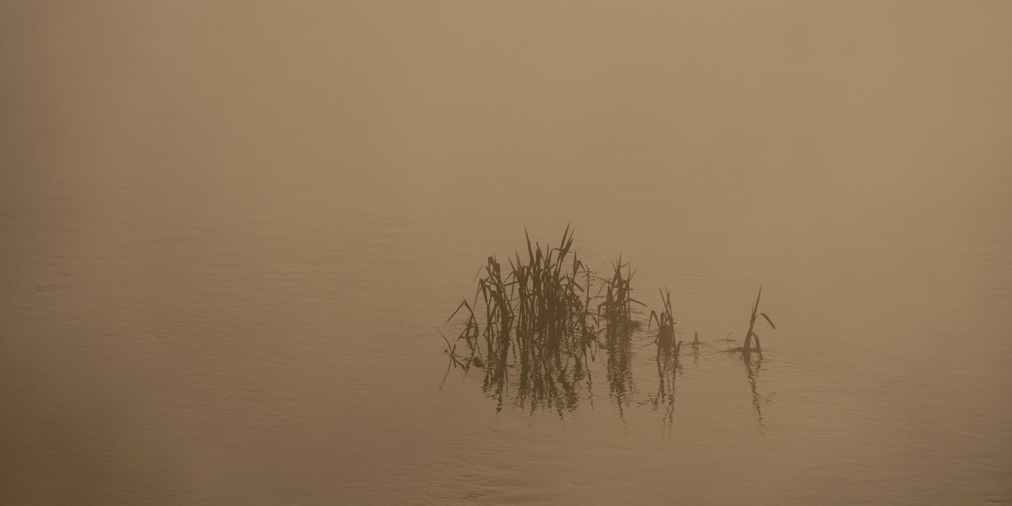 Schilf spiegelt sich im ruhigen Wasser eines nebligen Sees im warmen Morgenlicht.